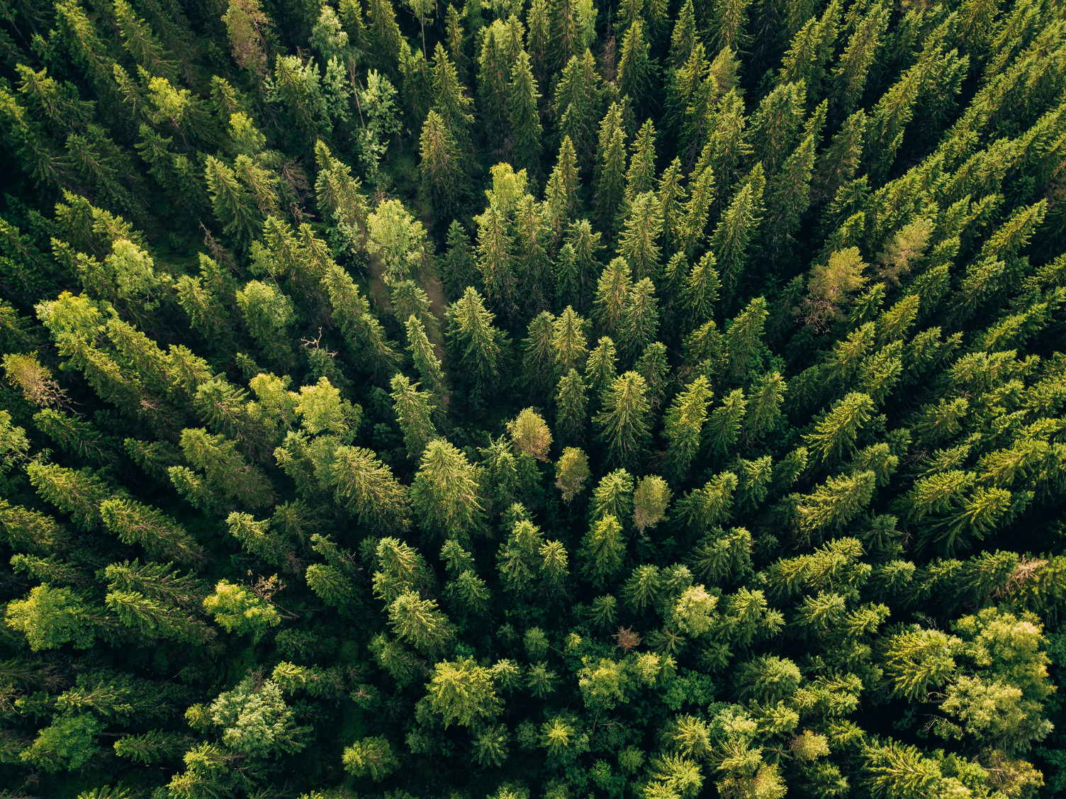 Aerial top view of summer green trees in forest in rural Finland.